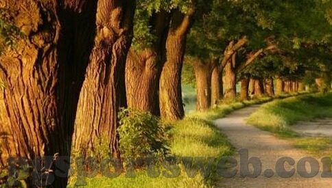 足球比分直播fkzhibo-深度解析，足球比分直播FKZhibo背后的技术革新与用户体验升级